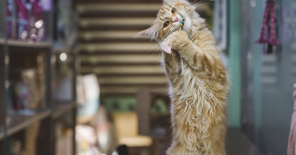 Người đàn ông kiếm được 565 triệu đồng nhờ cho mèo của người khác ăn mấy ngày Tết