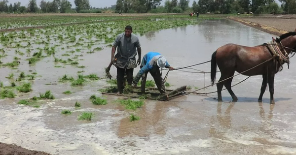 Philippines, Indonesia dừng nhập khẩu, điểm danh loạt doanh nghiệp xuất khẩu gạo vẫn đón tin vui