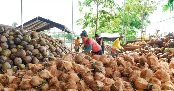 Đằng sau việc dừa gia nhập nhóm xuất khẩu tỷ USD