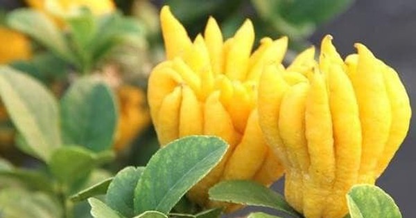 5 loại cây trồng trong nhà mang tới sung túc, may mắn năm 2026