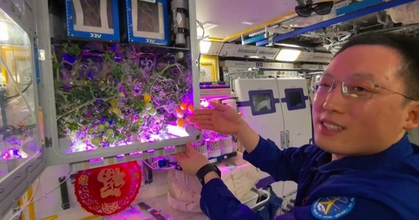 Trung Quốc lại khiến thế giới sửng sốt chỉ nhờ "khoe" cây cà chua sai trái: Công nghệ của họ đã đi quá xa