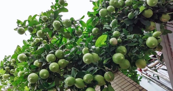 4 loại cây nên trồng tại ban công trong năm Bính Ngọ tăng vượng khí, giúp trường thọ