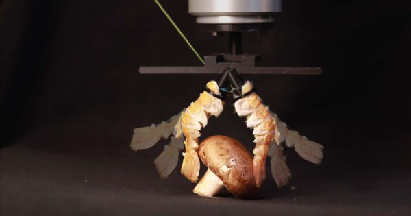 Độc lạ robot: Từ "lai" sinh học đến "da" điện tử