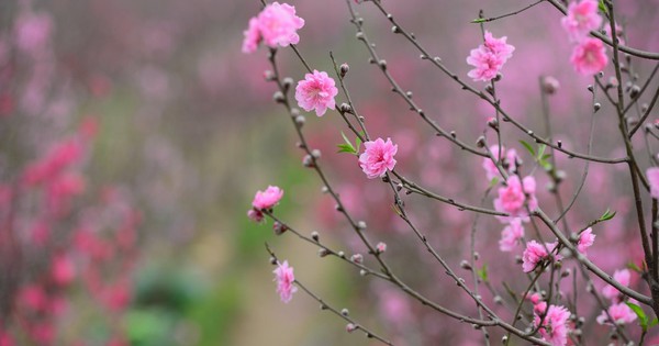 "Hái lộc" đầu xuân Bính Ngọ tại một số nhóm cổ phiếu dự báo hút mạnh dòng tiền