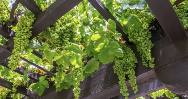 3 loại cây nên trồng trước cổng nhà năm Bính Ngọ để đón tài lộc, vượng khí