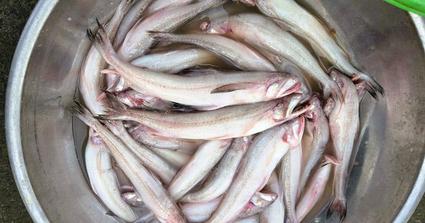 Gần 1 triệu đồng/kg cá khoai, ngư dân hồ hởi "xông biển" ngày đầu năm mới