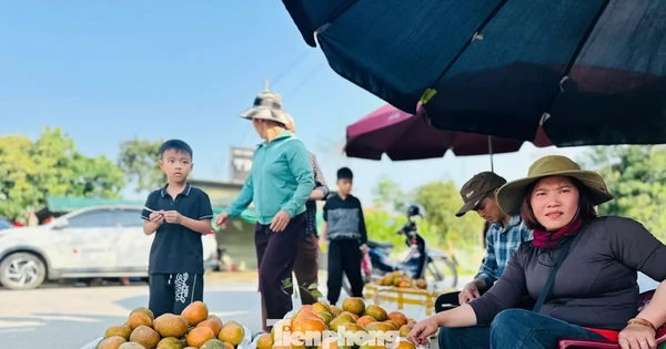 Cả xã nhộn nhịp thu hoạch cam bù ngày Tết