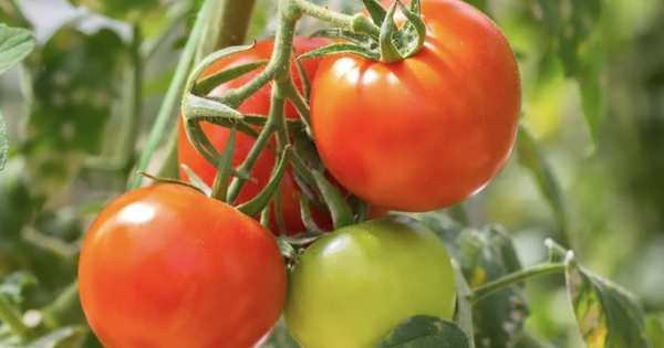 Phát minh của Trung Quốc khiến ngành thực phẩm chấn động: Tạo ra cà chua biến đổi gen, mùi thơm như bắp rang bơ, nhìn không khác gì cây bình thường