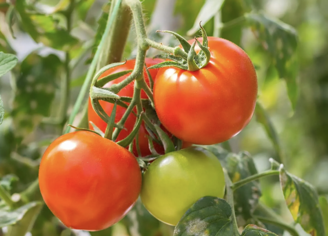 Phát minh của Trung Quốc khiến ngành thực phẩm chấn động: Tạo ra cà chua biến đổi gen, mùi thơm như bắp rang bơ, nhìn không khác gì cây bình thường - Ảnh 1