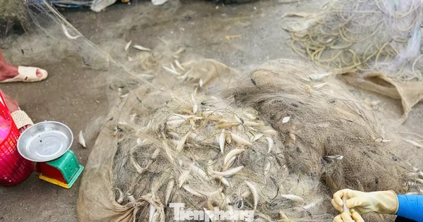 Ngư dân trúng 'lộc biển' đầu năm, thu tiền triệu mỗi ngày