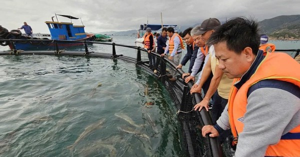 Dùng chiếc lồng kỳ diệu, ngư dân nuôi cá mú lãi gấp 3 lần, hàng trăm triệu đổ về túi