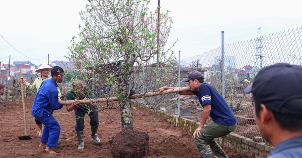 Chủ vườn Nhật Tân tất bật ‘hồi sinh’ đào sau Tết, giữ dáng cho mùa sau