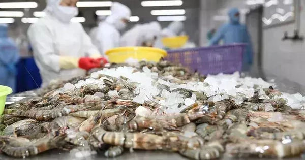 Thuế giảm, tôm Việt tăng tốc vào thị trường Mỹ