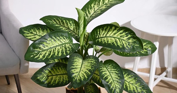 Đừng trồng 3 loại cây này trong nhà