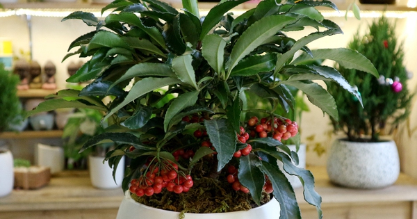 5 loại cây nên trồng trong nhà vào ngày vía Thần Tài