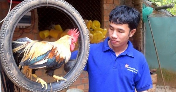 Bỏ phố về quê nuôi loài chim quý hiếm, anh kỹ sư thu lãi 1 tỷ đồng/năm