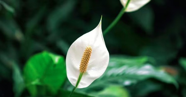 Cây lan ý “rất sợ” vị trí này trong nhà, biết tránh thì cây bung hoa rực rỡ, xanh tốt quanh năm