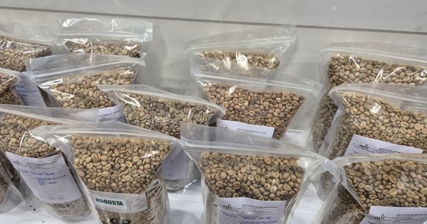 Giá cà phê hôm nay 27-2: Đi lùi, thị trường sắp cân bằng?