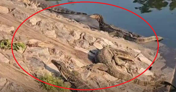 Thành phố bị 1 loài động vật khổng lồ xâm chiếm, người dân sợ hãi phải cầu cứu cơ quan chức năng