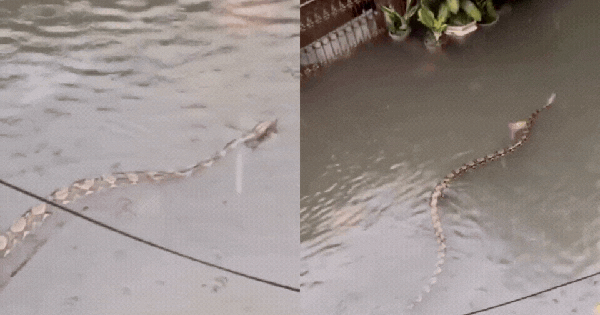 Sốc: Trăn khổng lồ dài 5m bơi giữa phố ngập ở Bali, clip từ ban công khiến dân mạng rùng mình