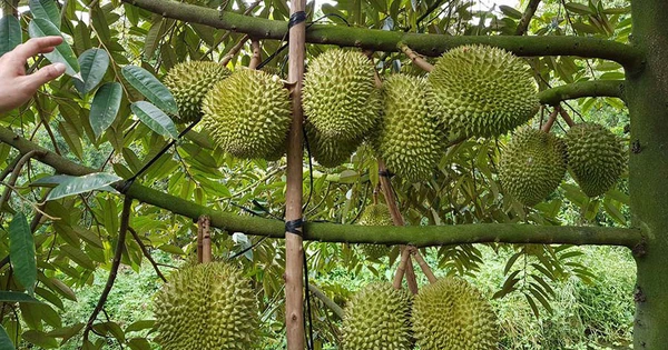 Sầu riêng Việt Nam thắng lớn tại Trung Quốc - Ảnh 1