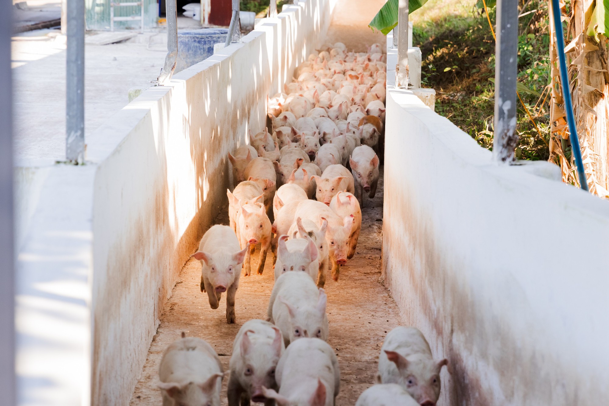 Mỗi 100 đồng vốn "đẻ" ra 83 đồng lãi: Hé lộ "cỗ máy in tiền" phía sau lợi nhuận khủng - Ảnh 3