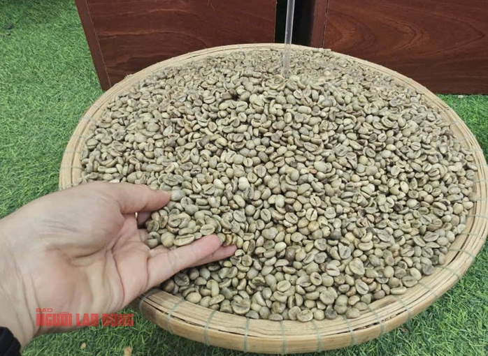 Giá cà phê hôm nay 4-2: Lao dốc khủng khiếp - Ảnh 1