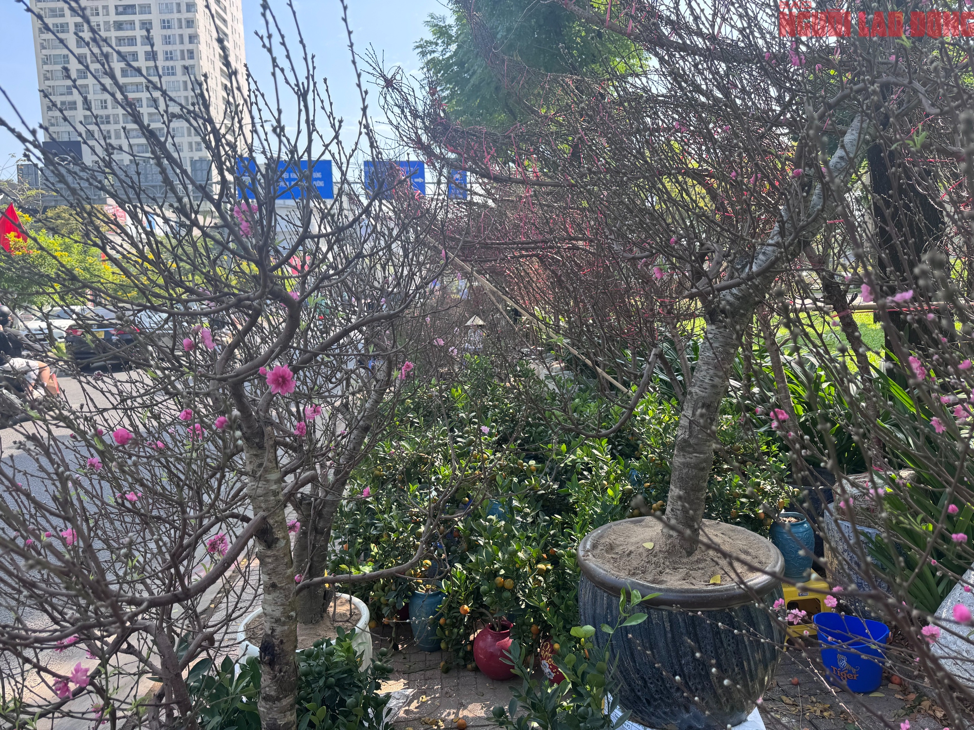 Hoa đào Tết bắt đầu tràn về TPHCM, người mua bất ngờ khi hỏi giá - Ảnh 1