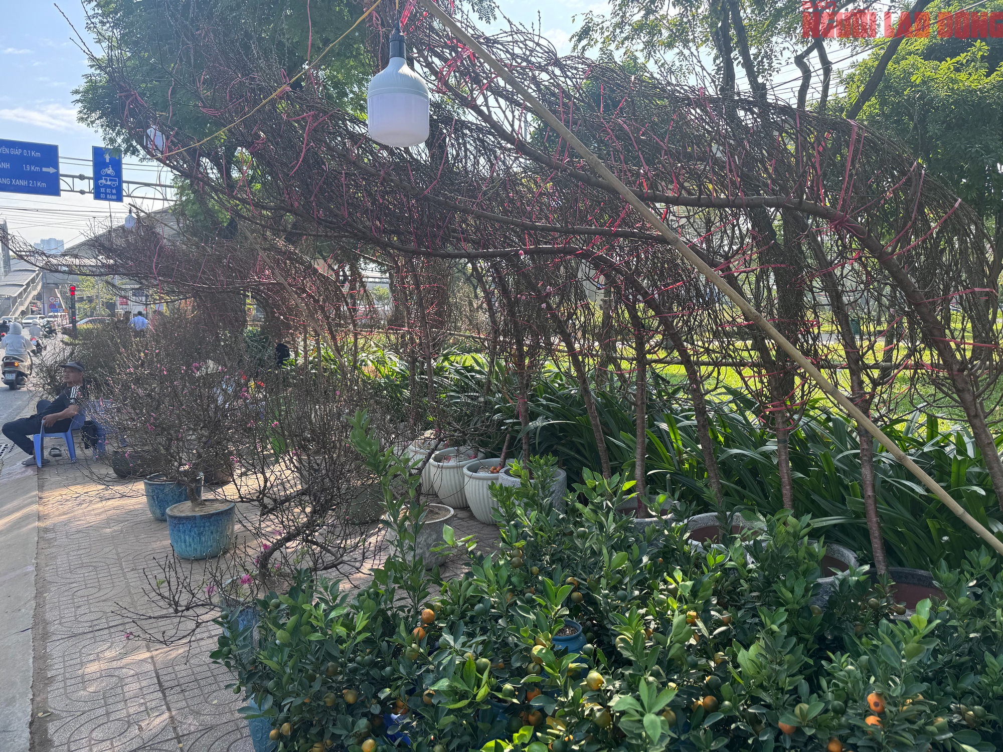 Hoa đào Tết bắt đầu tràn về TPHCM, người mua bất ngờ khi hỏi giá - Ảnh 2