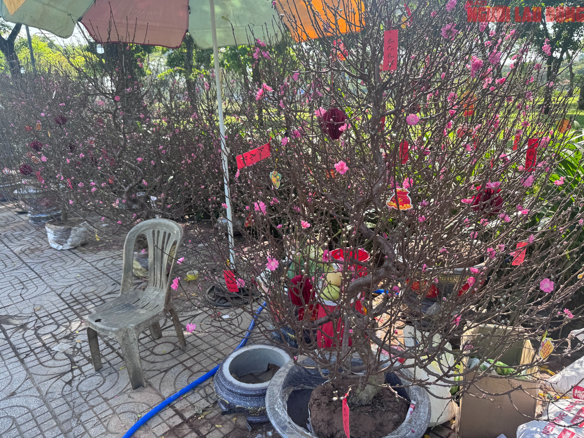 Hoa đào Tết bắt đầu tràn về TPHCM, người mua bất ngờ khi hỏi giá - Ảnh 3