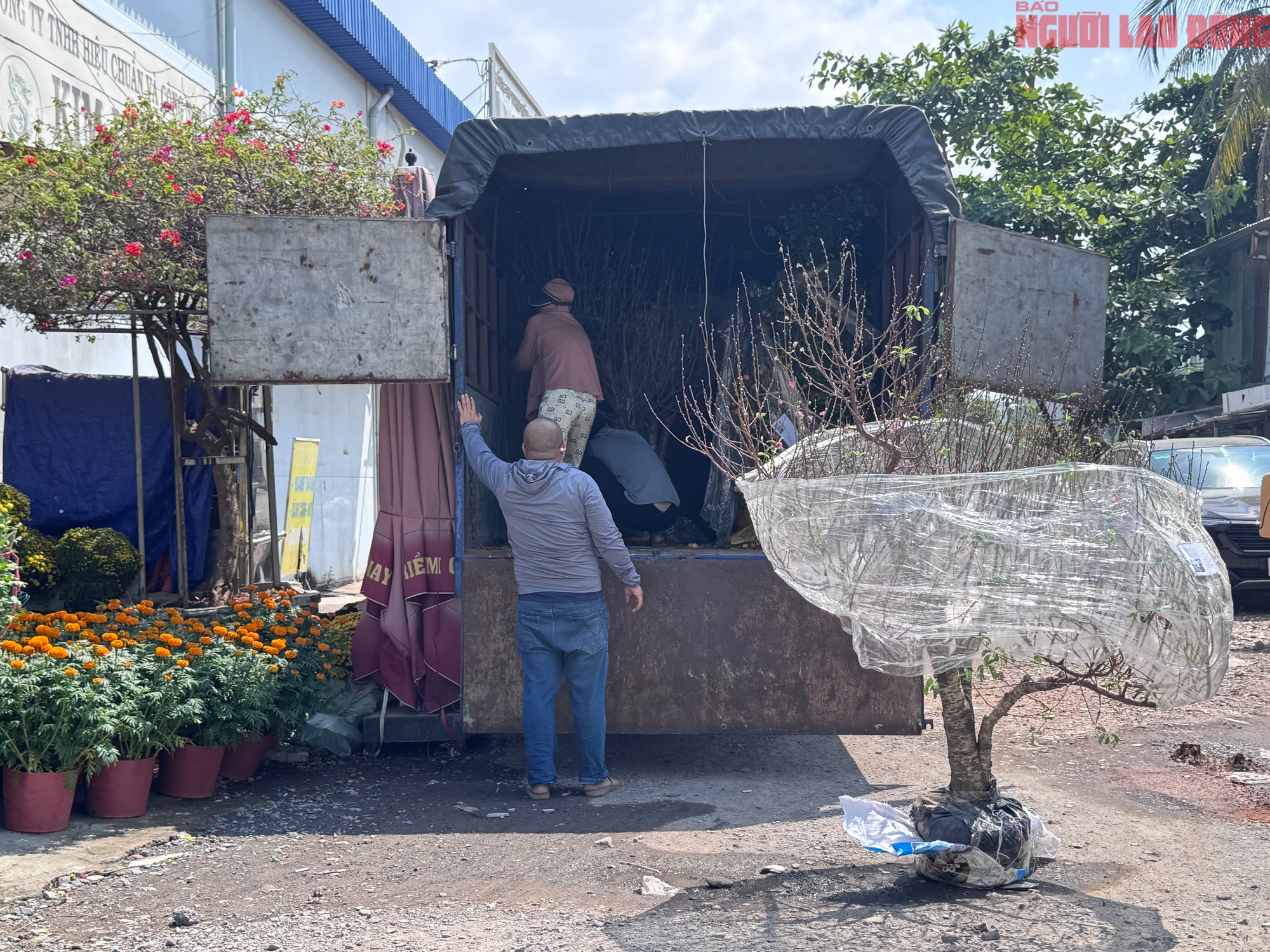 Hoa đào Tết bắt đầu tràn về TPHCM, người mua bất ngờ khi hỏi giá - Ảnh 4