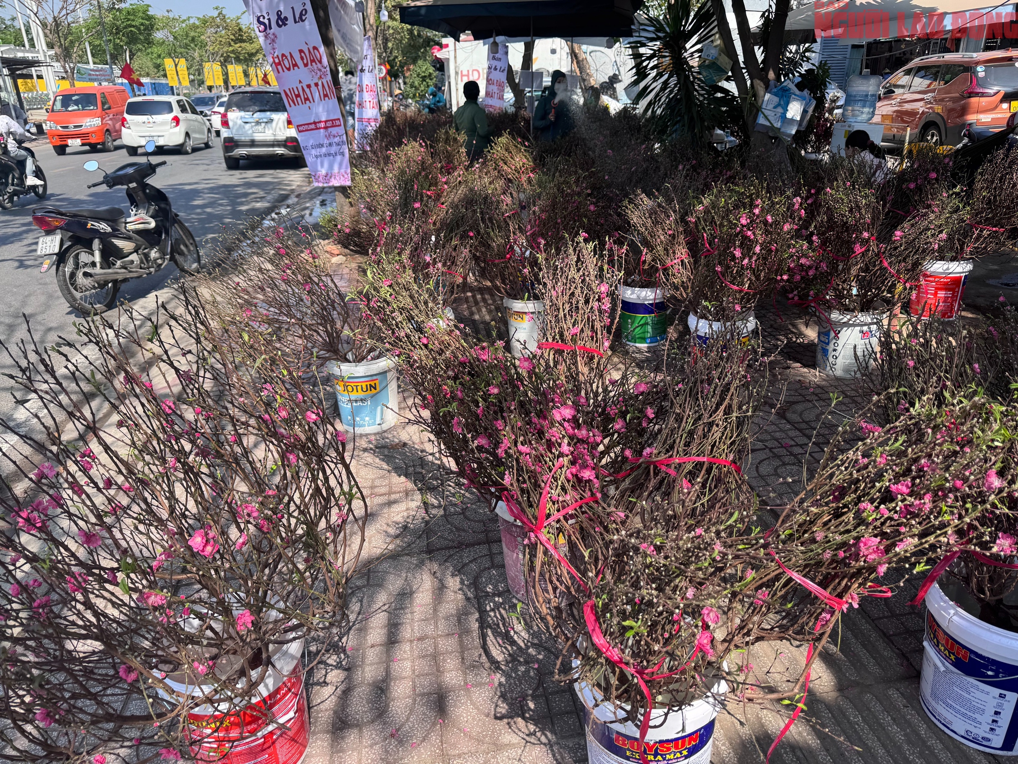 Hoa đào Tết bắt đầu tràn về TPHCM, người mua bất ngờ khi hỏi giá - Ảnh 5