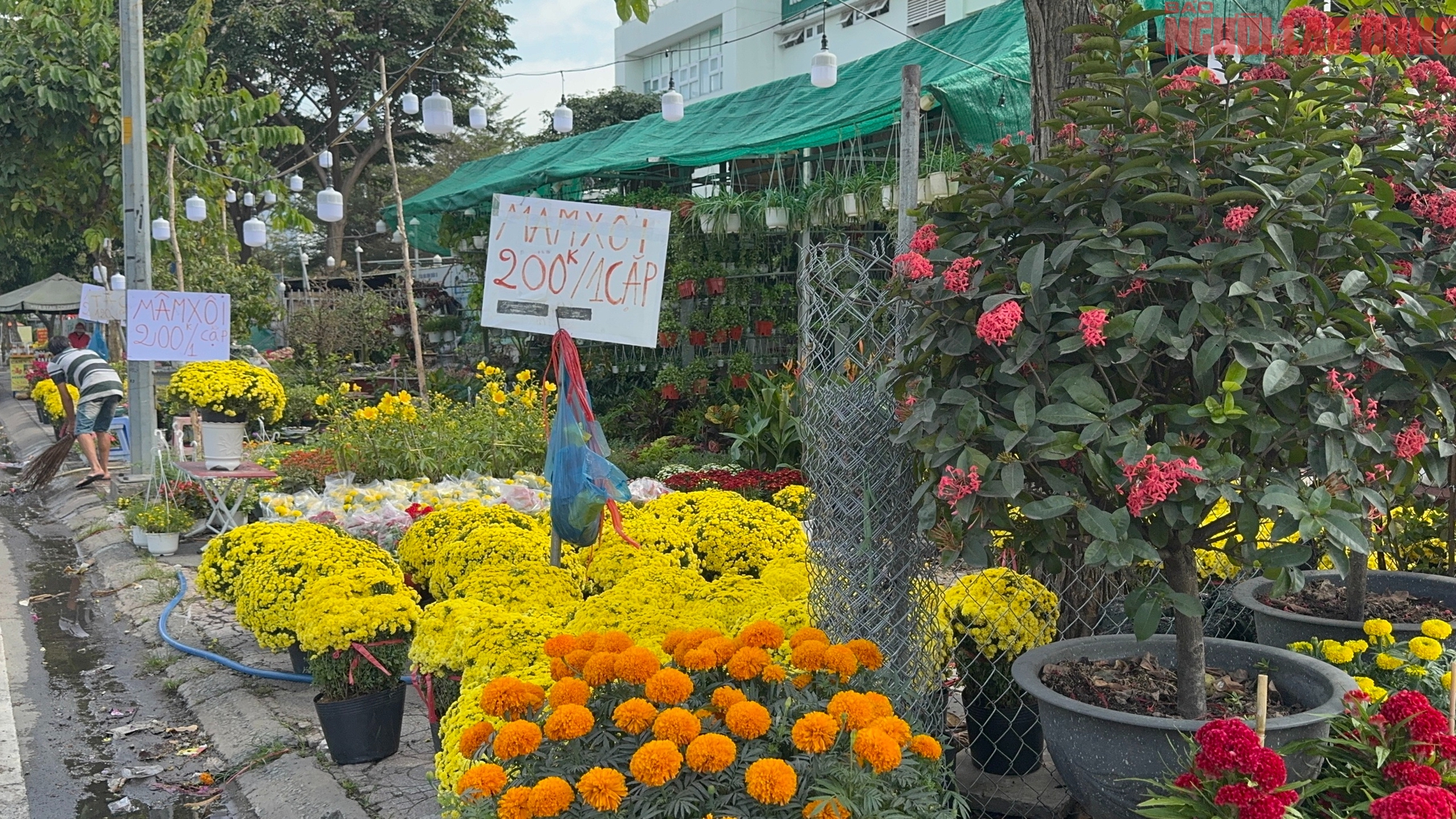 Hoa đào Tết bắt đầu tràn về TPHCM, người mua bất ngờ khi hỏi giá - Ảnh 11