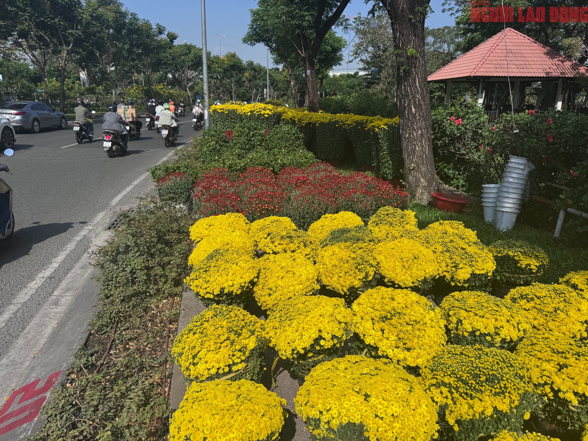 Hoa đào Tết bắt đầu tràn về TPHCM, người mua bất ngờ khi hỏi giá - Ảnh 16