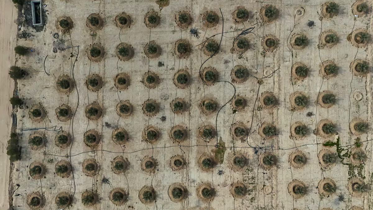 Iraq đang huấn luyện "vàng sa mạc" thành loại siêu chịu đựng - Ảnh 1