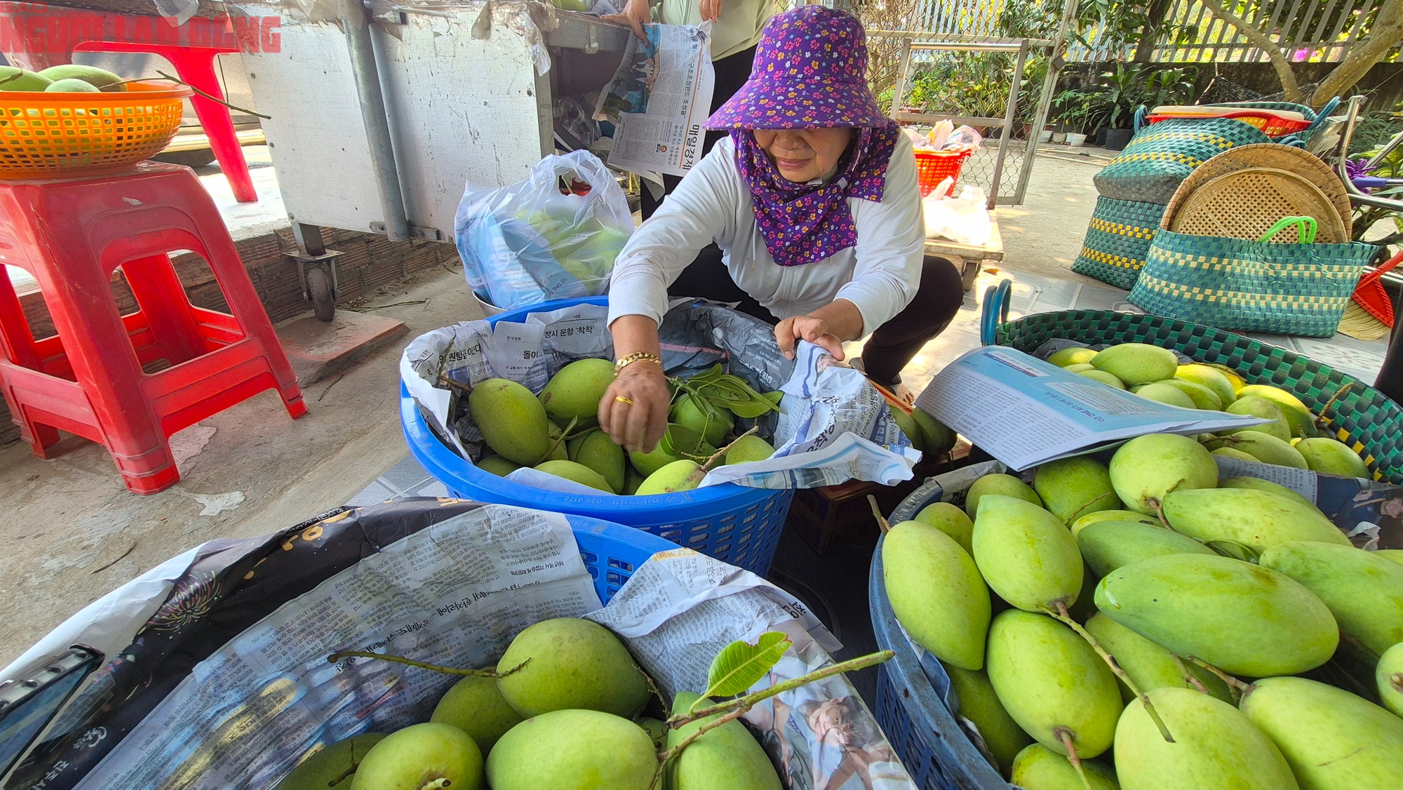 Xoài Tết quá mắc, người bán thấy giá cũng "sợ" - Ảnh 1