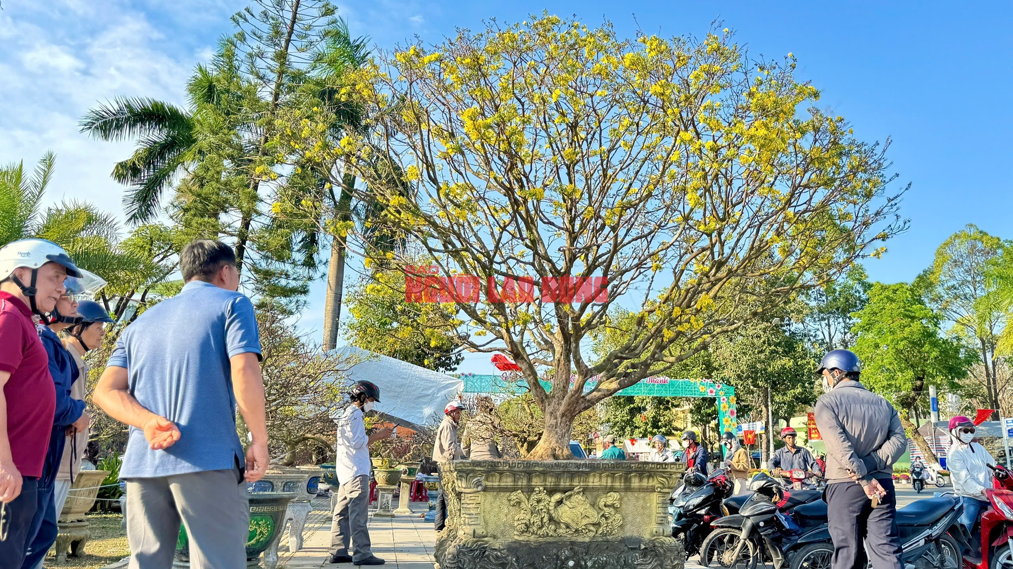 Ngắm cây mai được trả giá hơn 1 tỉ đồng, chủ nhân chưa muốn bán - Ảnh 1