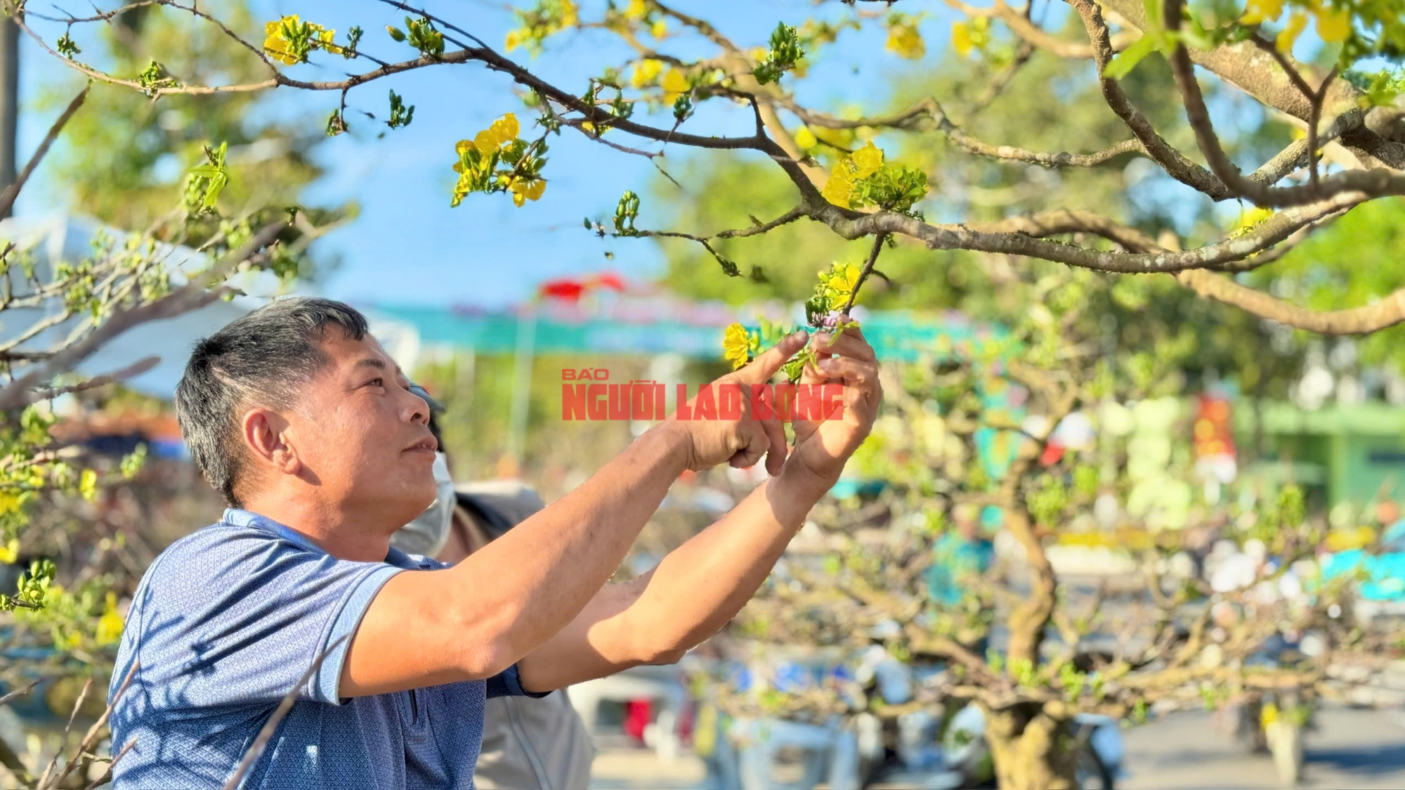 Ngắm cây mai được trả giá hơn 1 tỉ đồng, chủ nhân chưa muốn bán - Ảnh 2