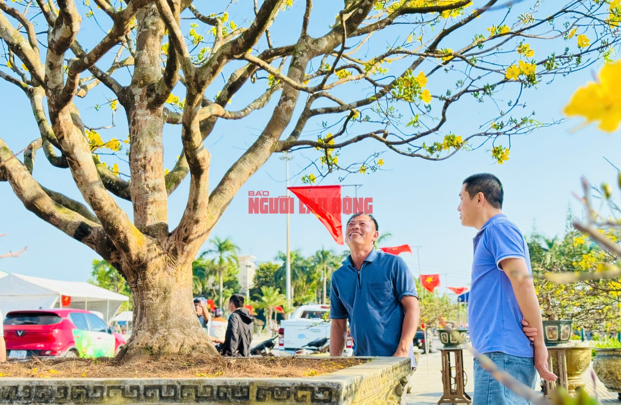 Ngắm cây mai được trả giá hơn 1 tỉ đồng, chủ nhân chưa muốn bán - Ảnh 3