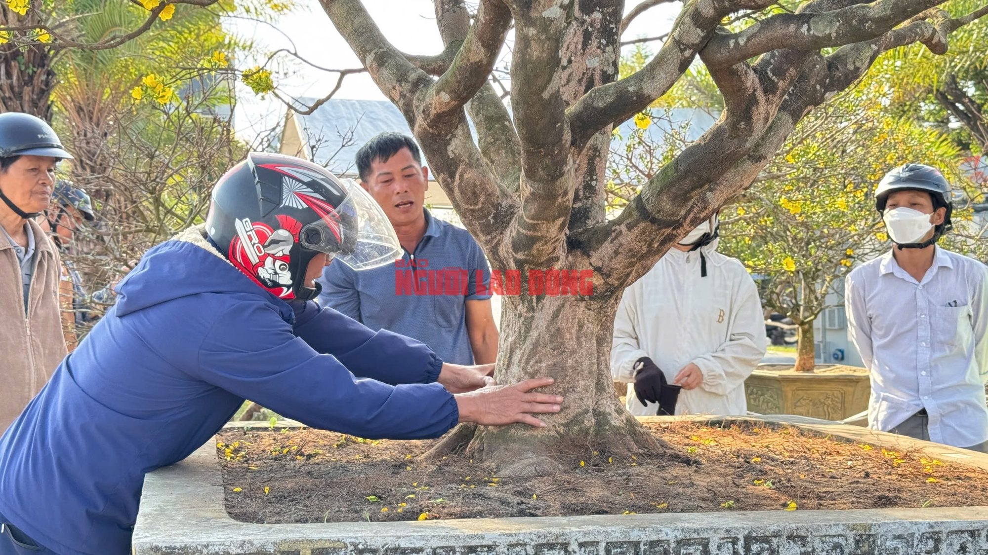 Ngắm cây mai được trả giá hơn 1 tỉ đồng, chủ nhân chưa muốn bán - Ảnh 4