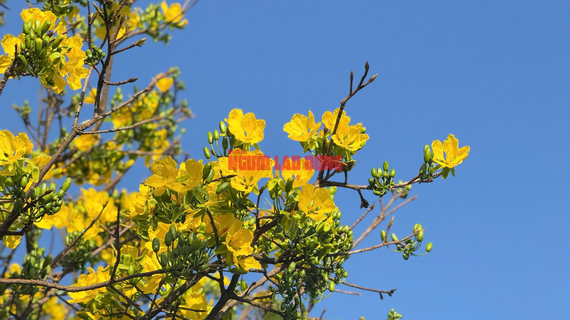 Ngắm cây mai được trả giá hơn 1 tỉ đồng, chủ nhân chưa muốn bán - Ảnh 5