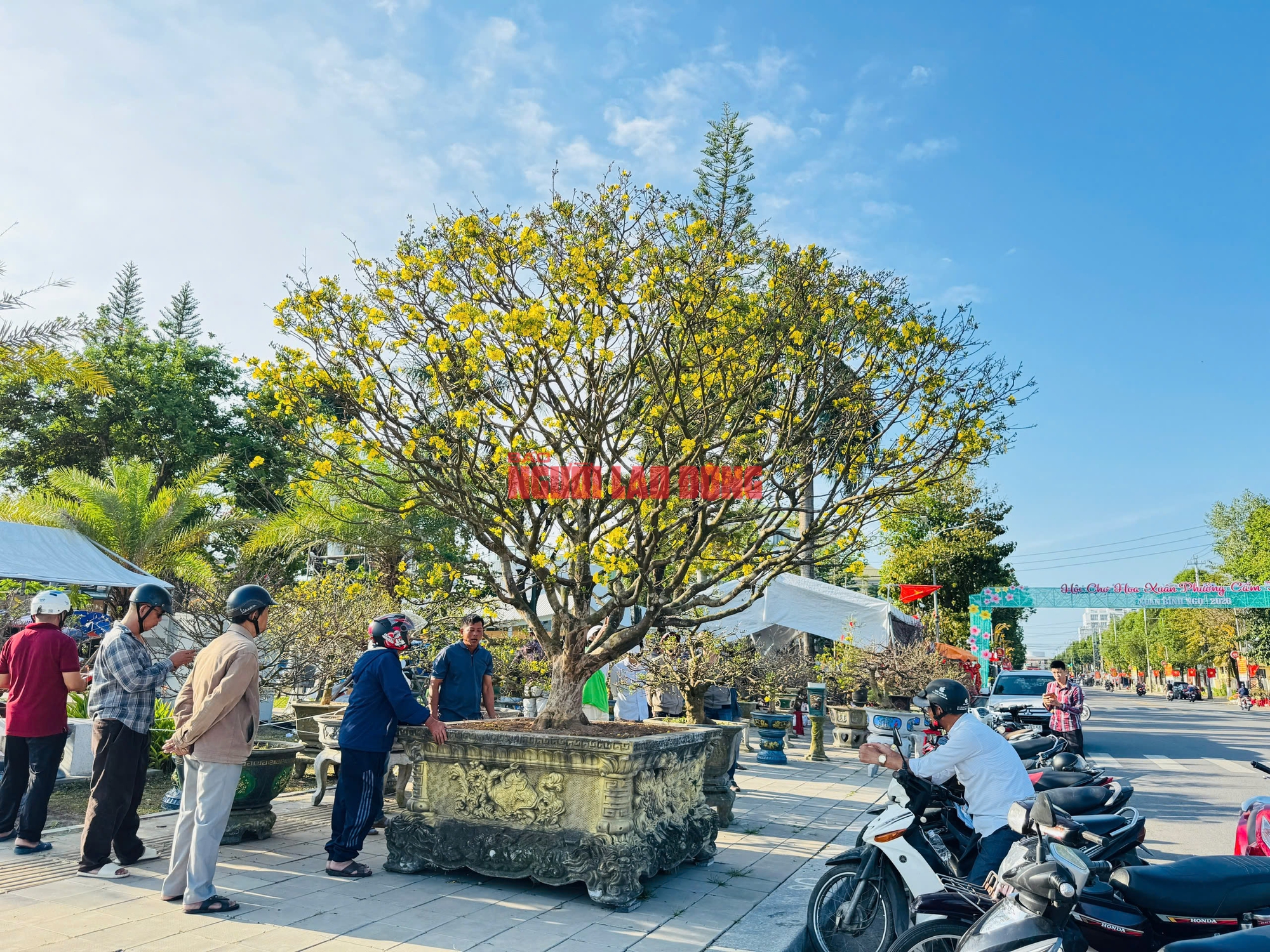 Ngắm cây mai được trả giá hơn 1 tỉ đồng, chủ nhân chưa muốn bán - Ảnh 7