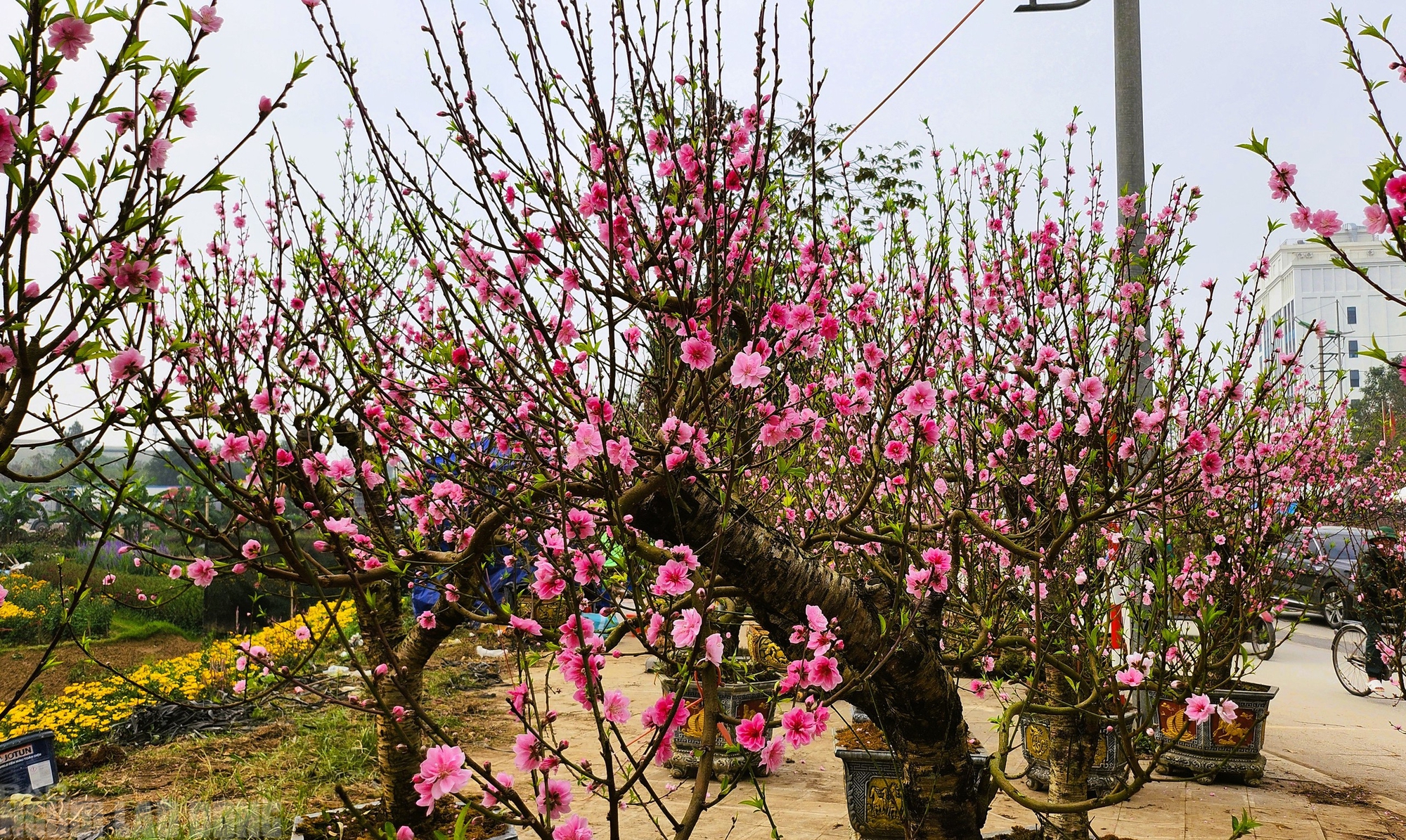 Đào nở thắm phố phường, tiểu thương đành phải chặt bỏ cây không kịp vào Tết - Ảnh 1