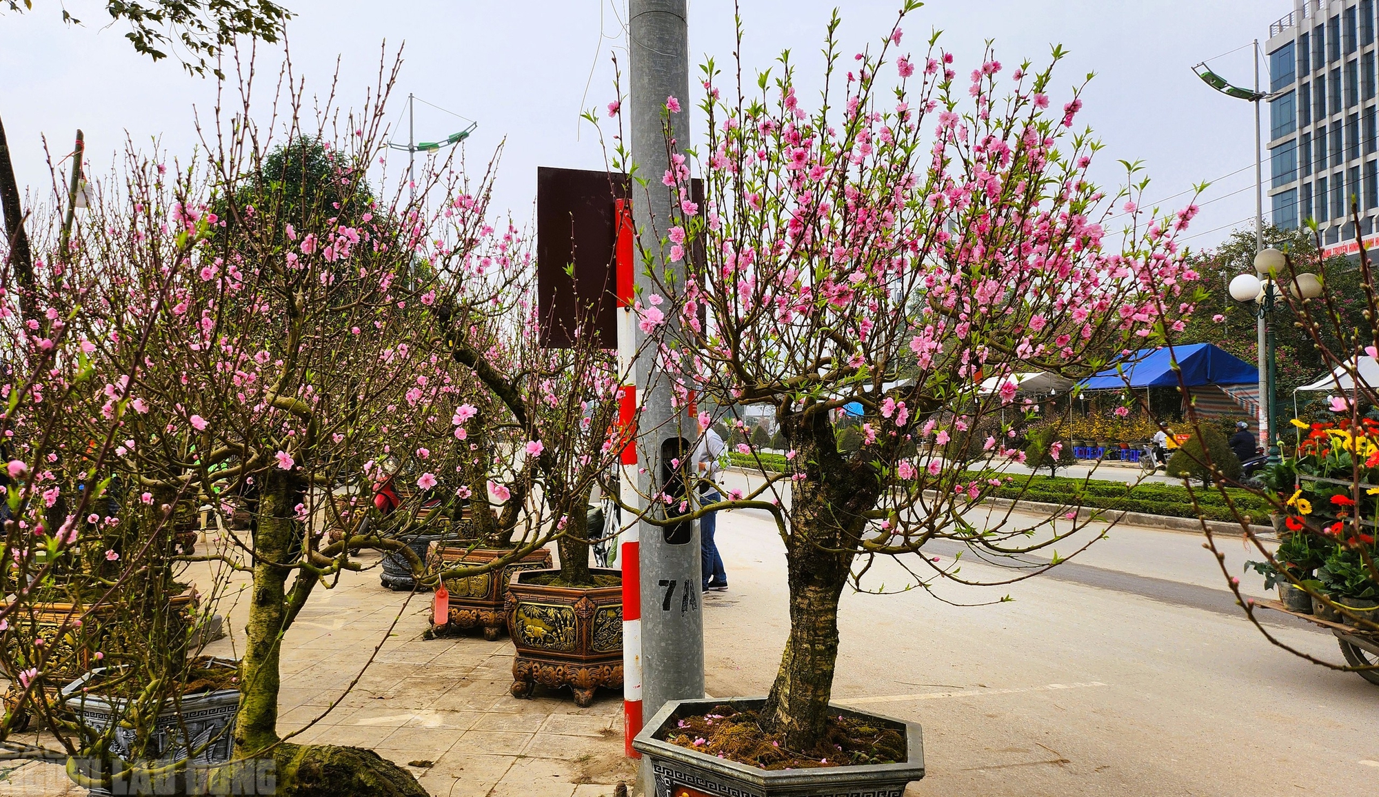 Đào nở thắm phố phường, tiểu thương đành phải chặt bỏ cây không kịp vào Tết - Ảnh 2