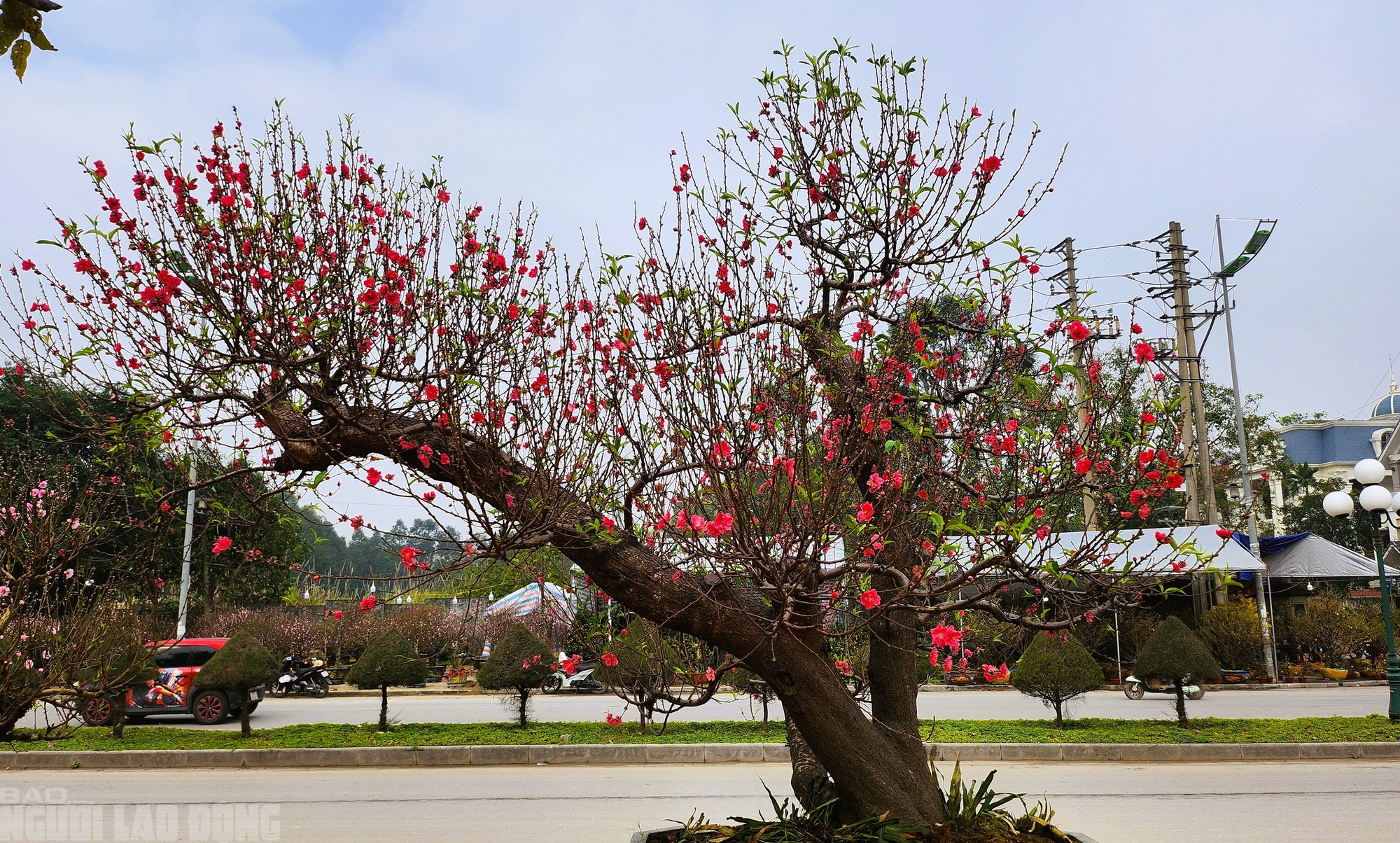 Đào nở thắm phố phường, tiểu thương đành phải chặt bỏ cây không kịp vào Tết - Ảnh 8