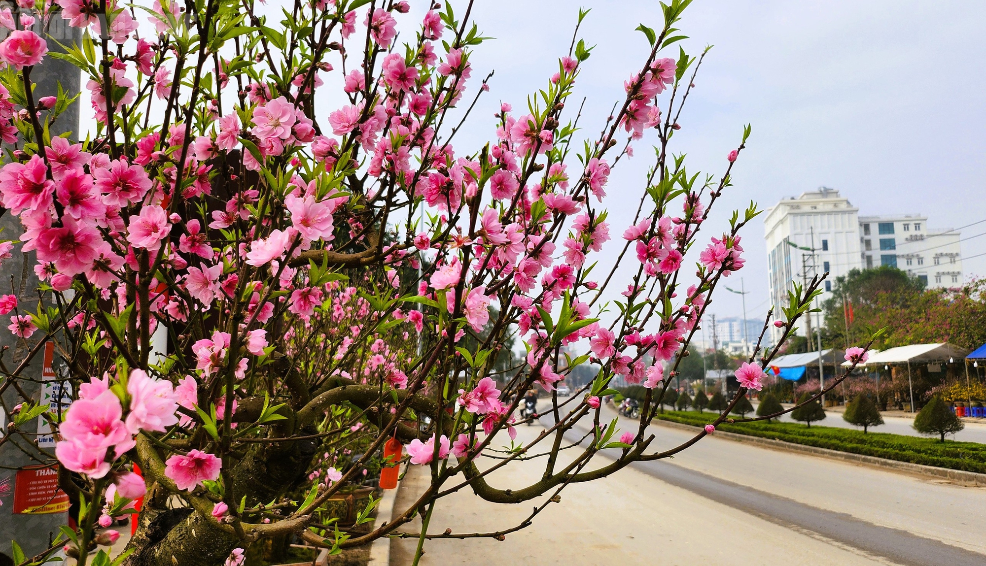 Đào nở thắm phố phường, tiểu thương đành phải chặt bỏ cây không kịp vào Tết - Ảnh 3