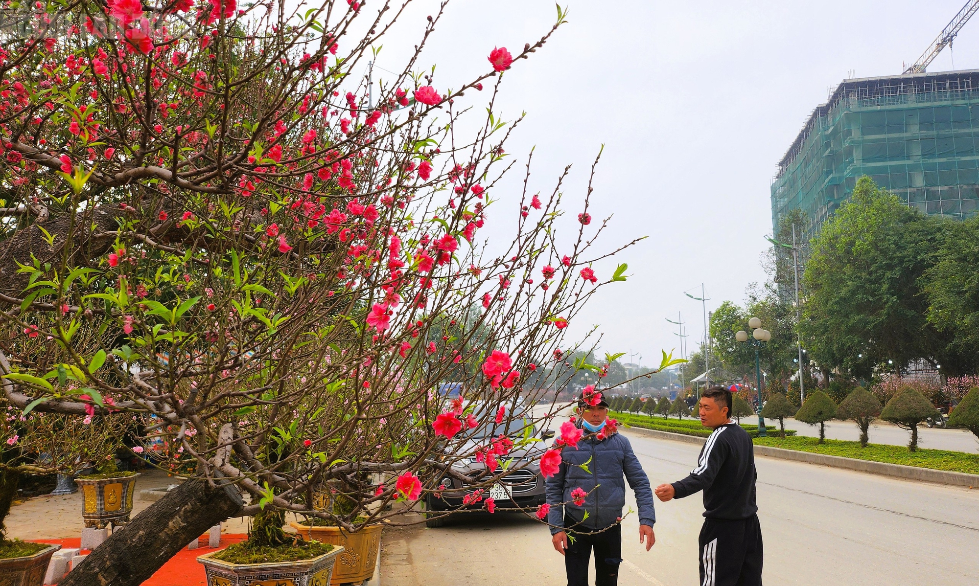 Đào nở thắm phố phường, tiểu thương đành phải chặt bỏ cây không kịp vào Tết - Ảnh 4