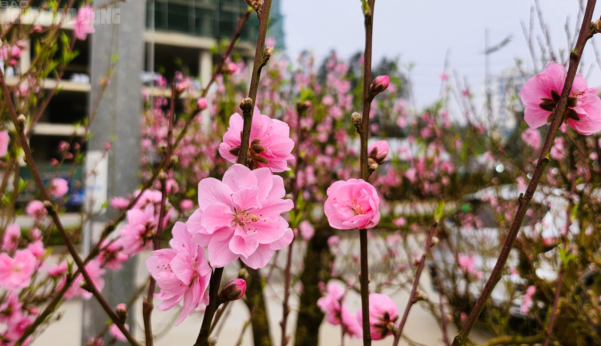 Đào nở thắm phố phường, tiểu thương đành phải chặt bỏ cây không kịp vào Tết - Ảnh 5