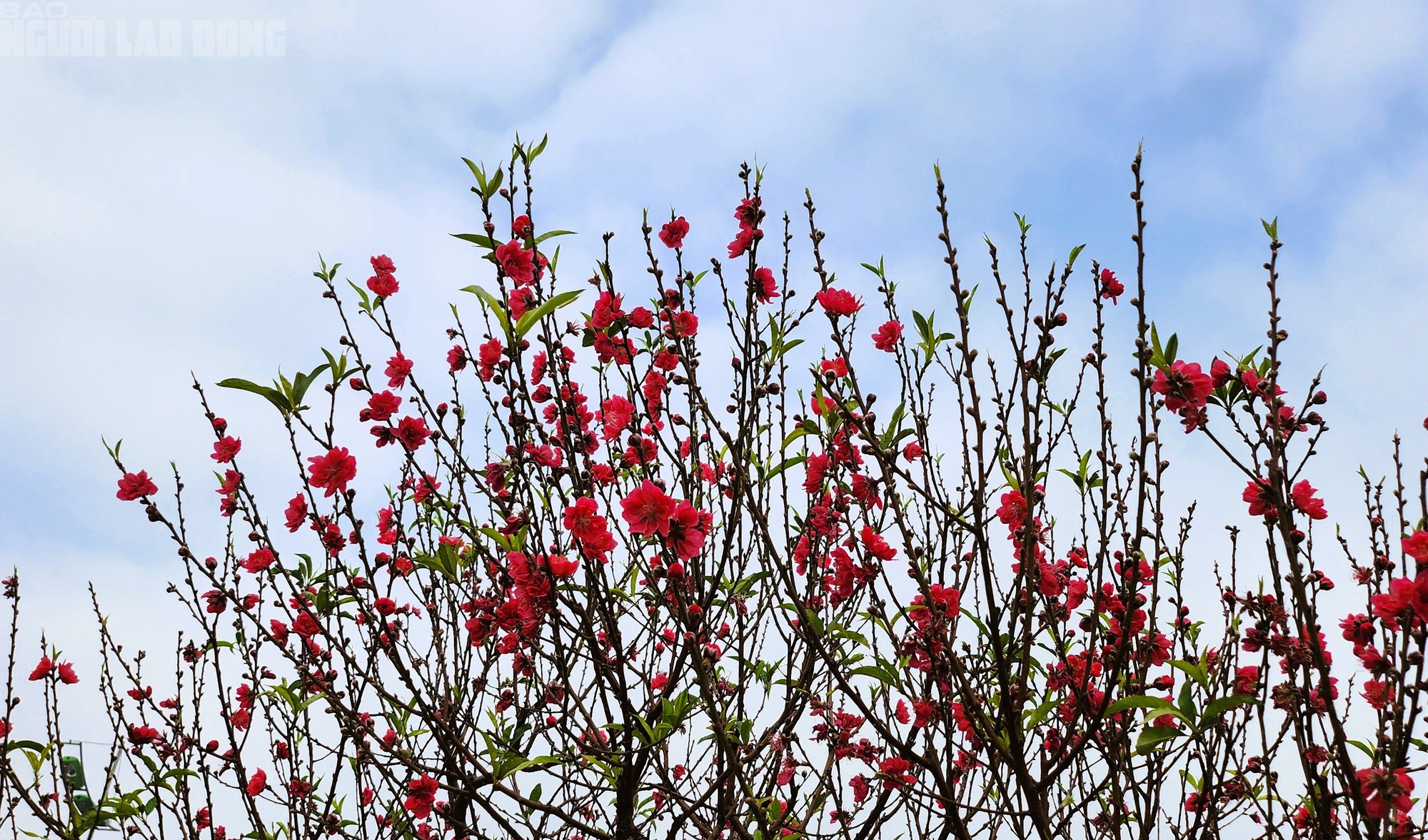 Đào nở thắm phố phường, tiểu thương đành phải chặt bỏ cây không kịp vào Tết - Ảnh 7
