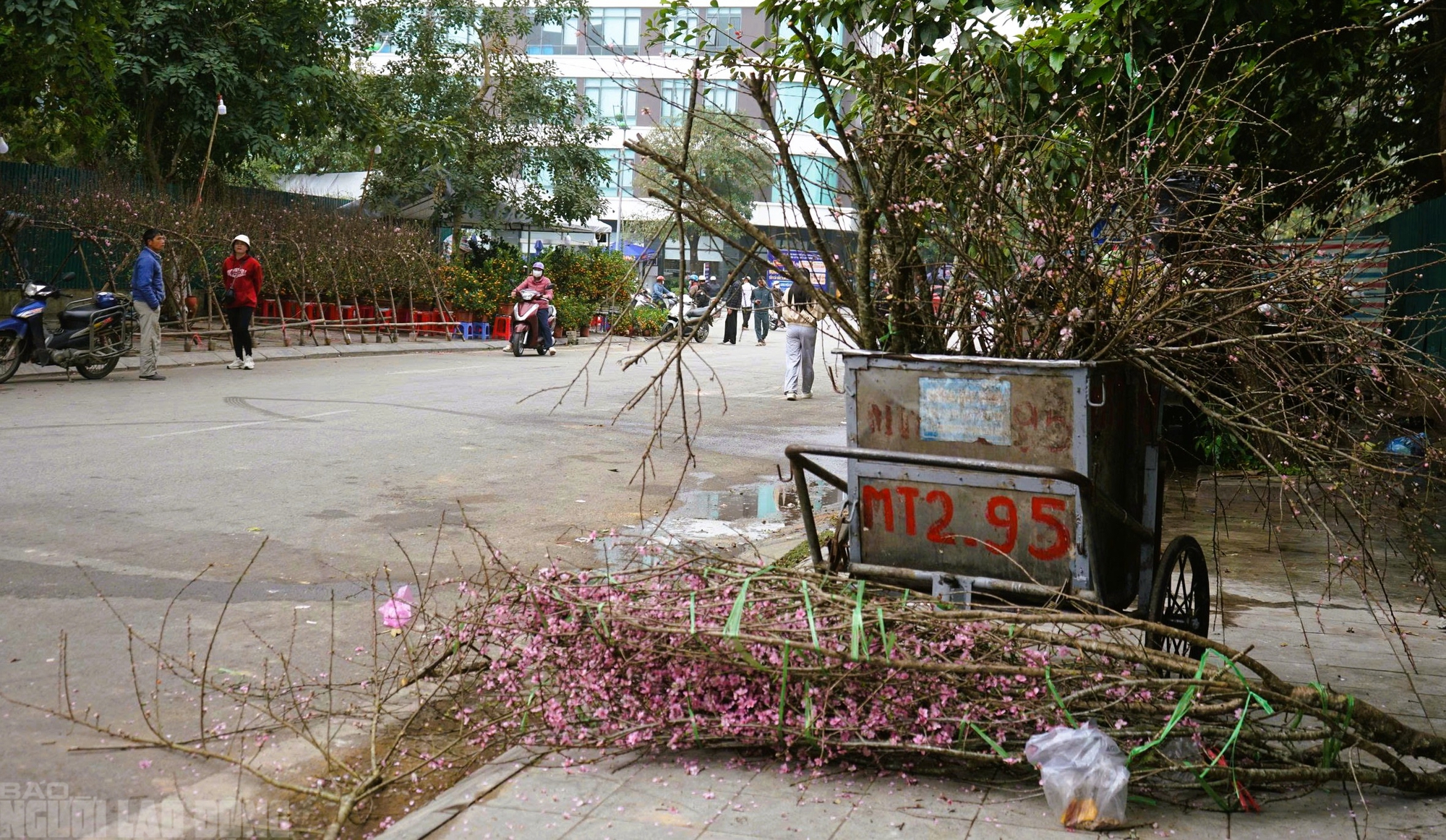 Đào nở thắm phố phường, tiểu thương đành phải chặt bỏ cây không kịp vào Tết - Ảnh 11